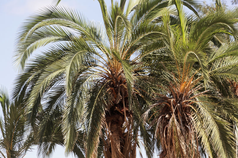 Phoenix reclinata - نخيل التمر السنغالي