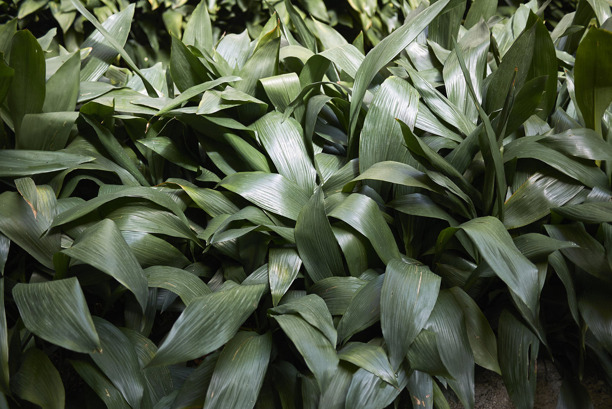 Aspidistra elatior - Cast Iron Plant