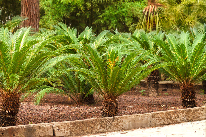 Cycas revoluta - نخيل الساغو