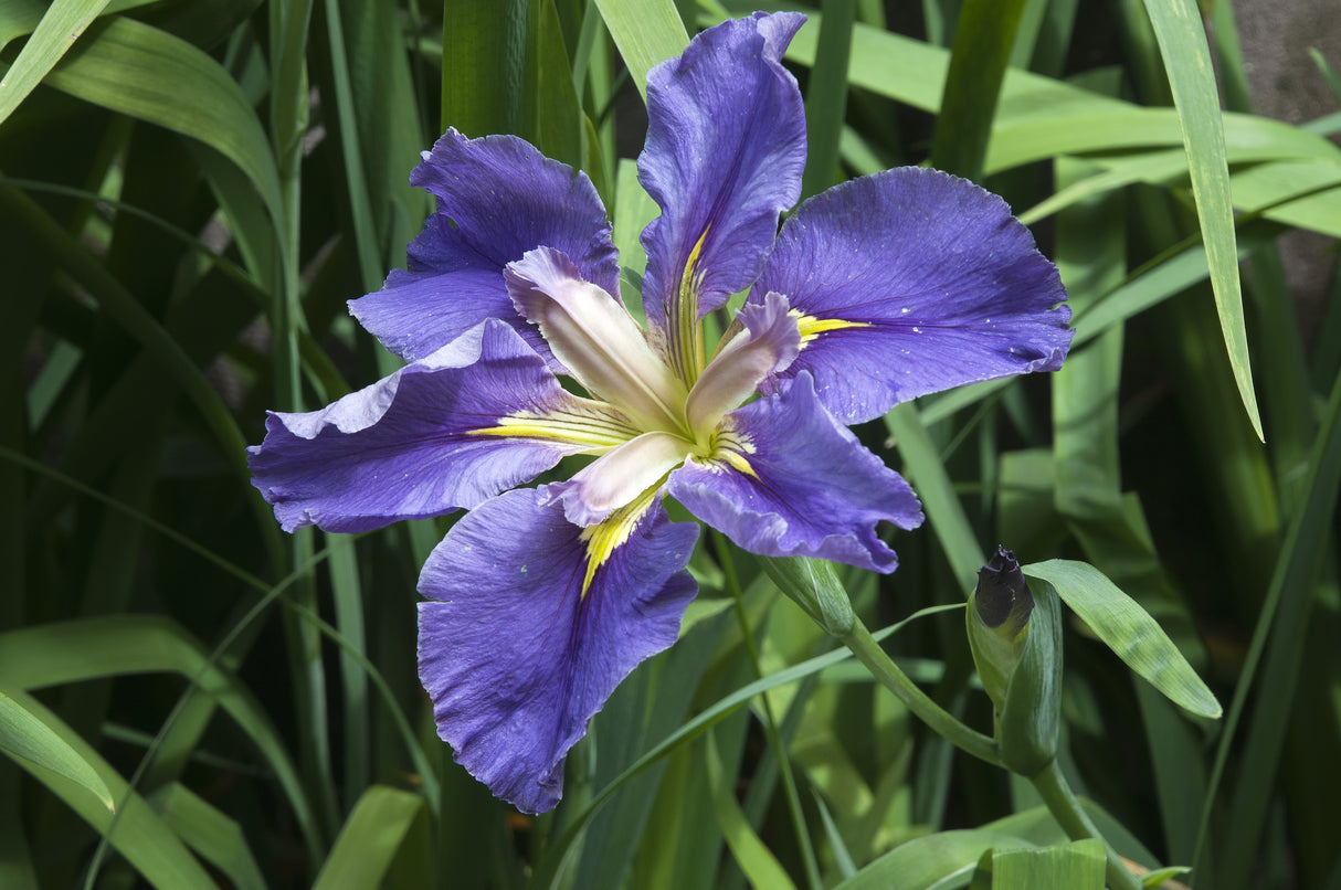 Iris louisiana - Louisiana Irises