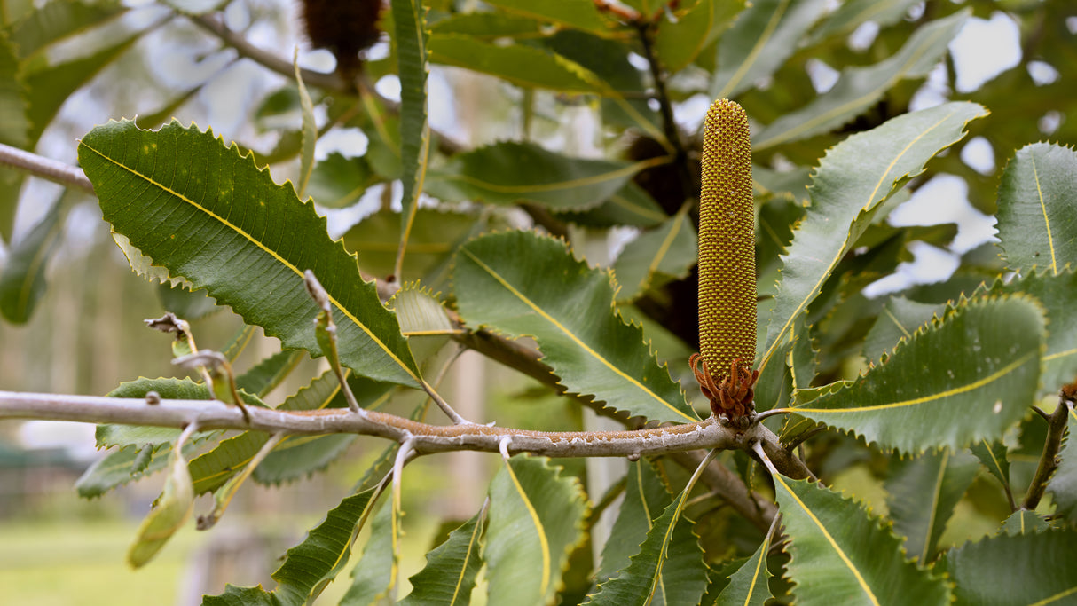 Banksia robur - Swamp Banksia