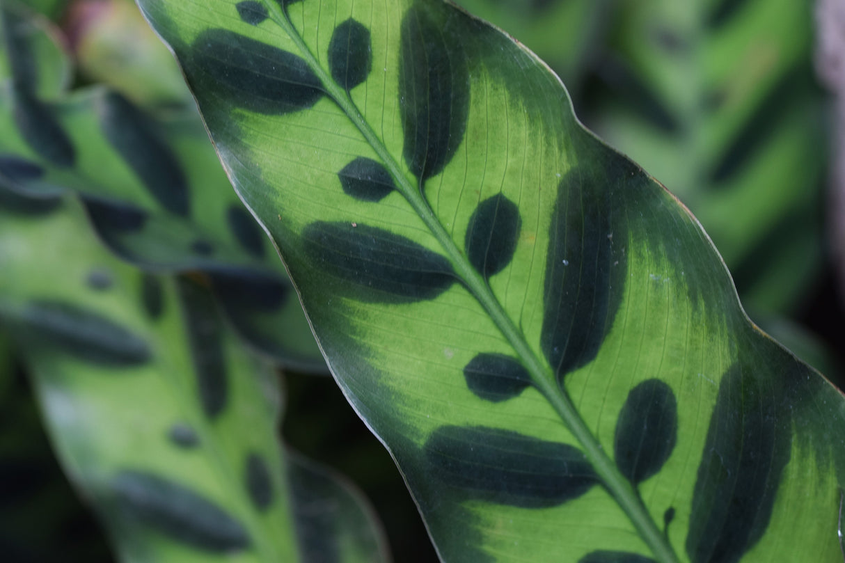 Calathea insignis - Rattle Snake Plant