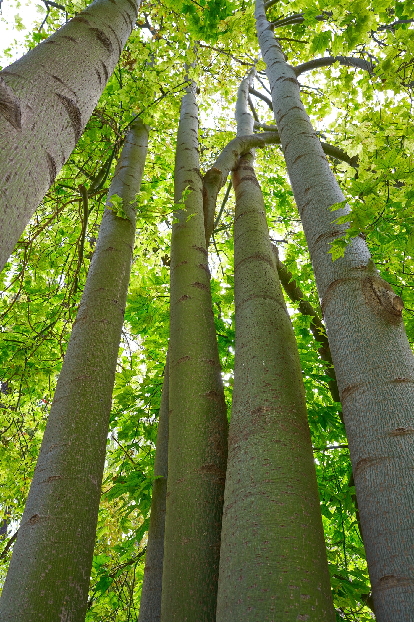 Brachychiton discolor - Lacebark Tree