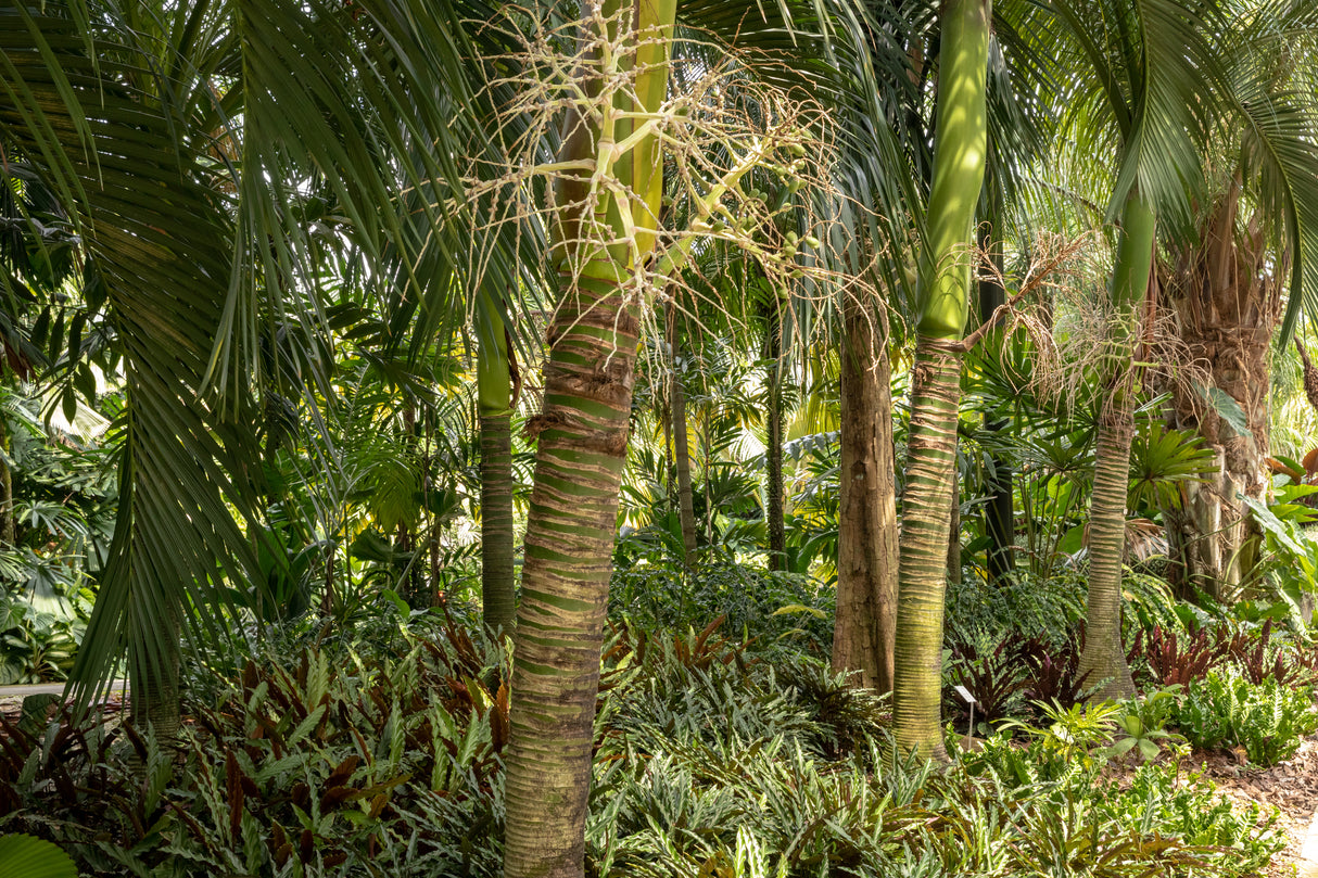 Carpoxylon macrospermum - Carpoxylon Palm