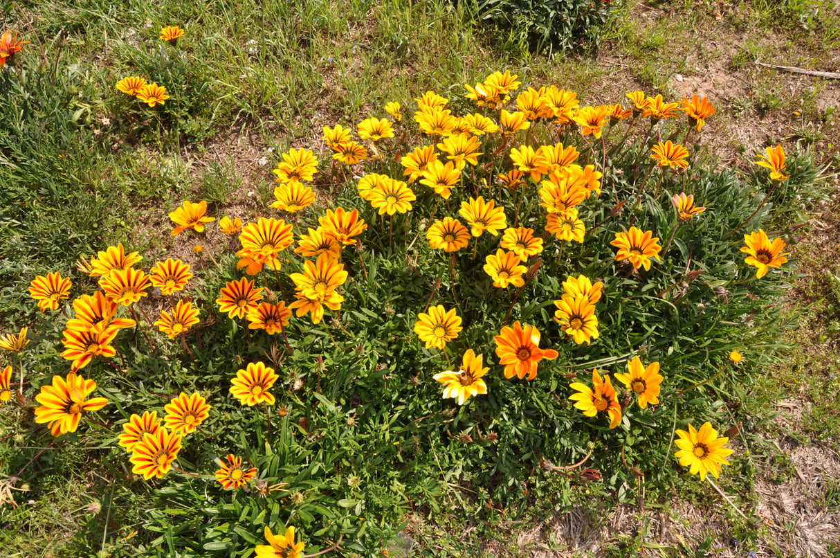 Gazania spp. - Assorted Gazania