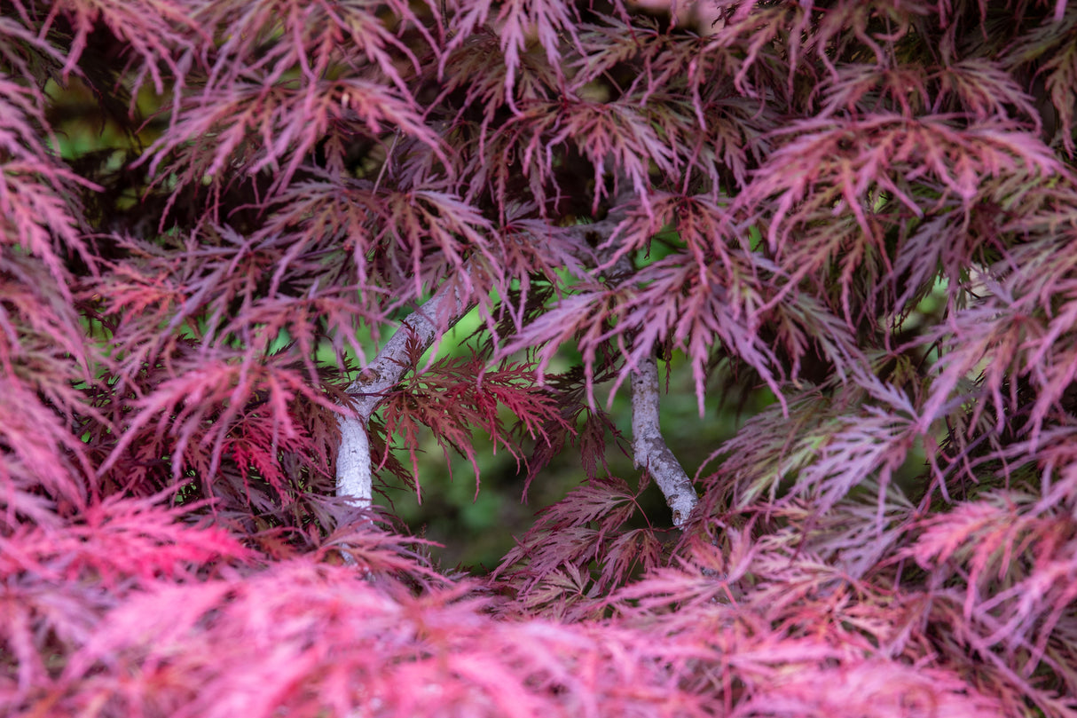 Acer palmatum dissectum 'Inaba Shidare' - Inaba Shidare Japanese Maple Tree