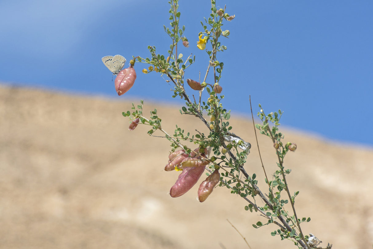 Colutea istria - Bladder Senna