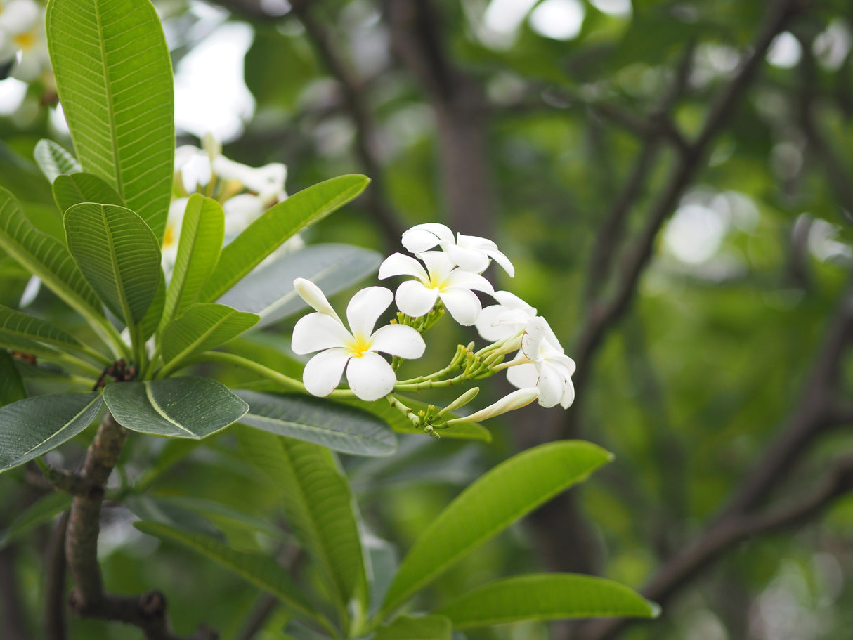 Plumeria obtusa - Singapore White Frangipani