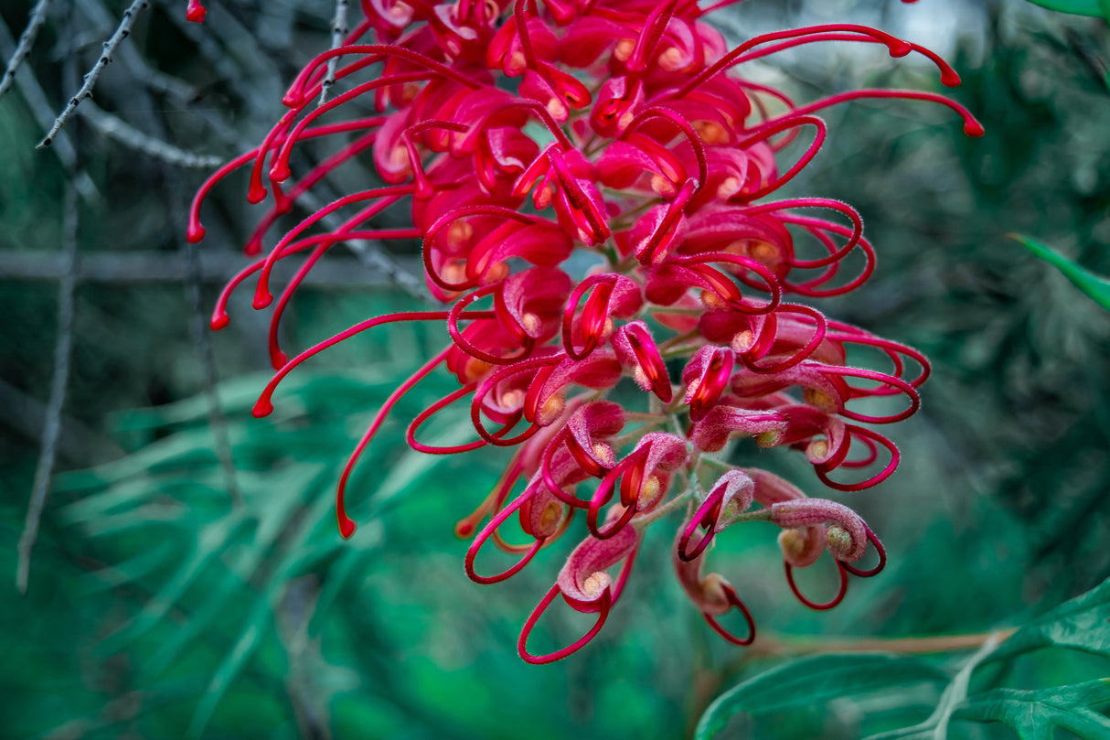 Grevillea banksii - Red Silky Oak