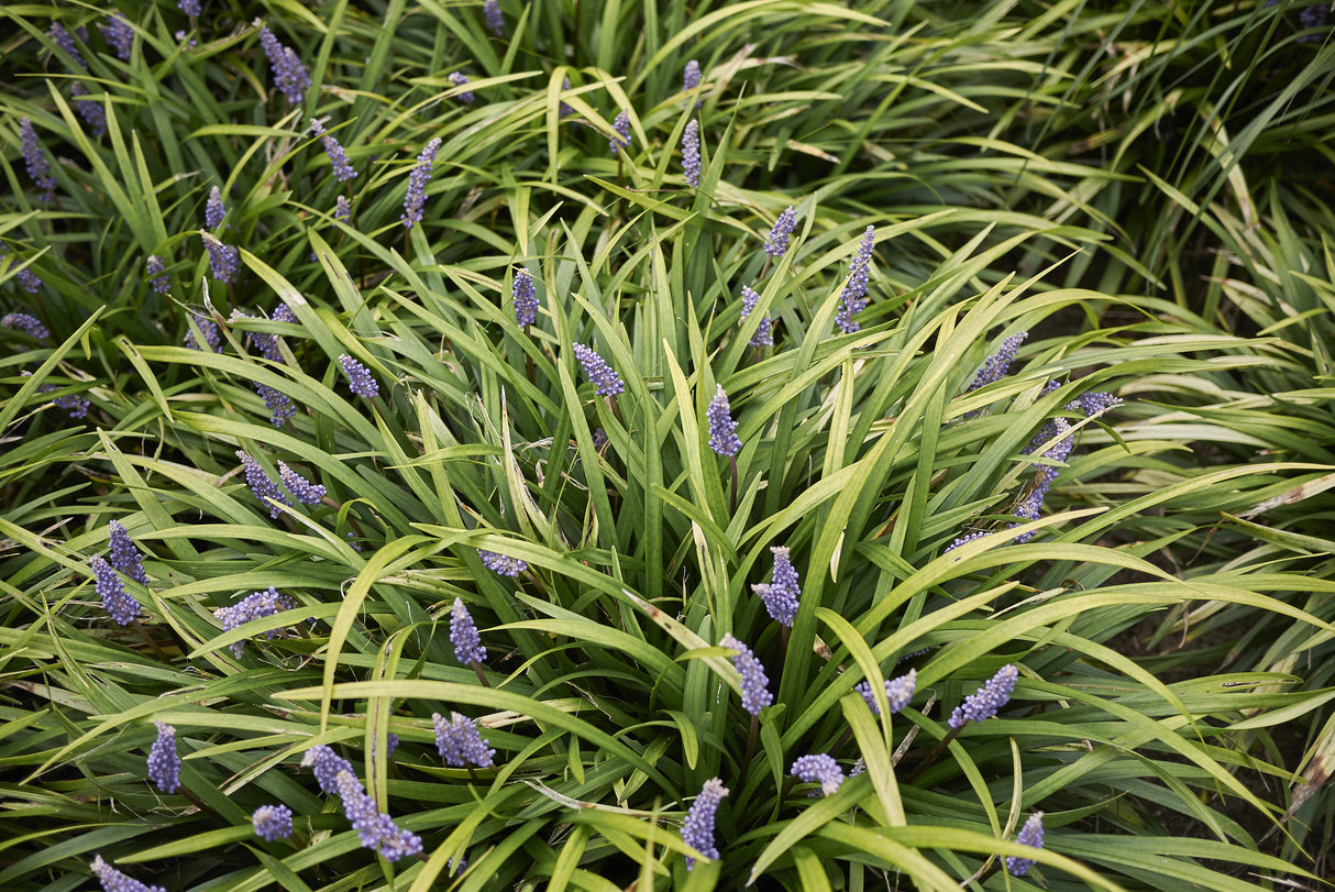 Liriope muscari 'Okina' - Okina Lilyturf