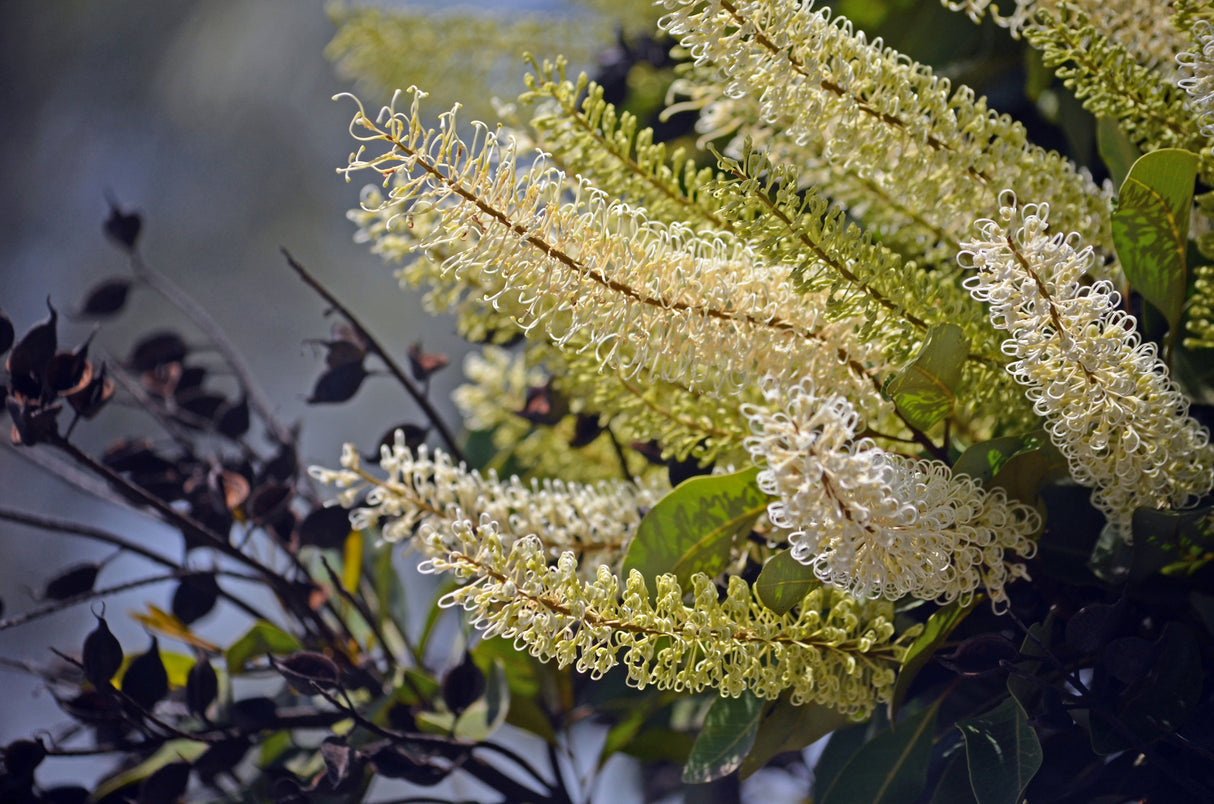 Buckinghamia celsissima - Ivory Curl Tree