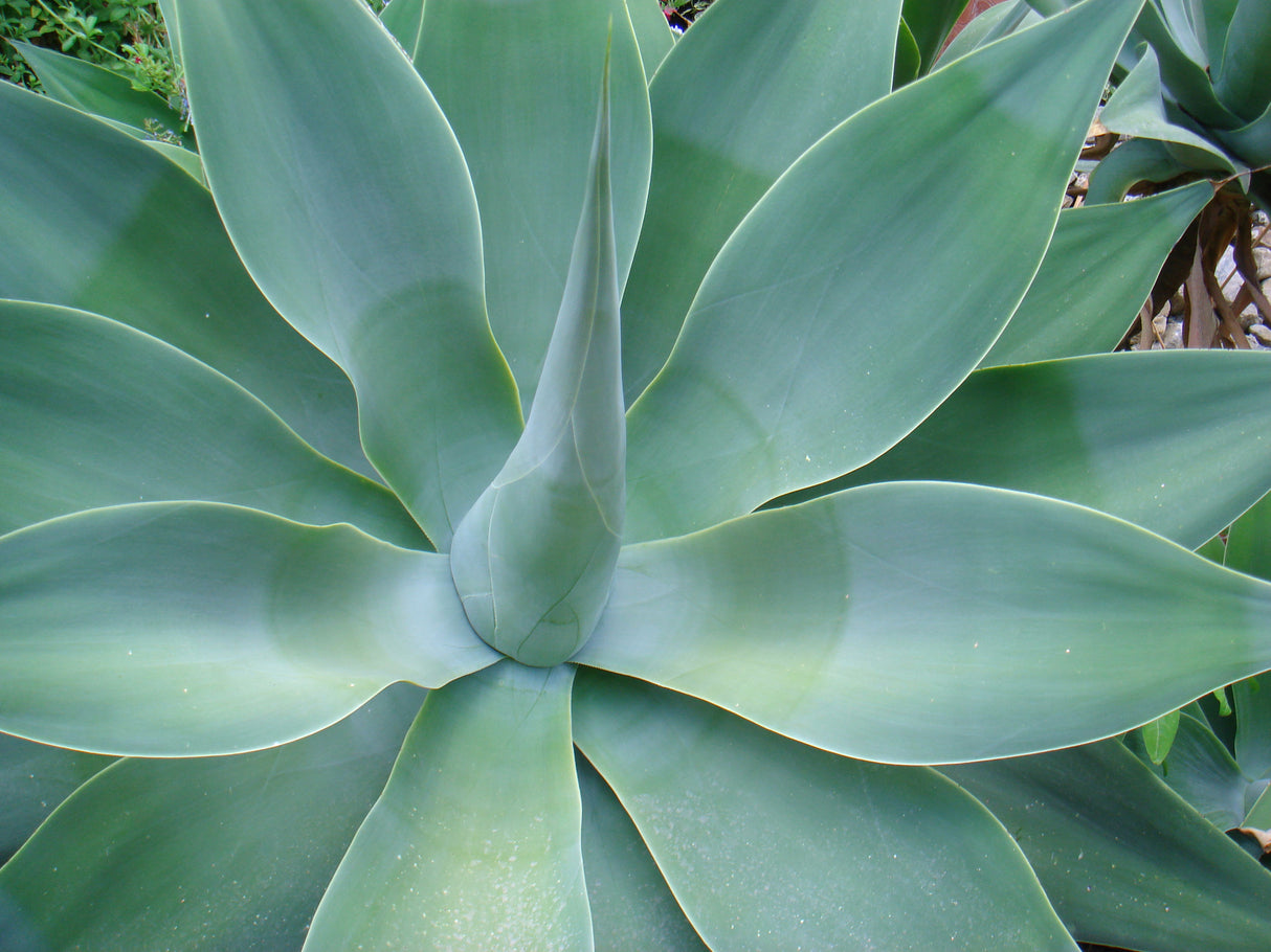 Agave ferox - Lions Tail Agave