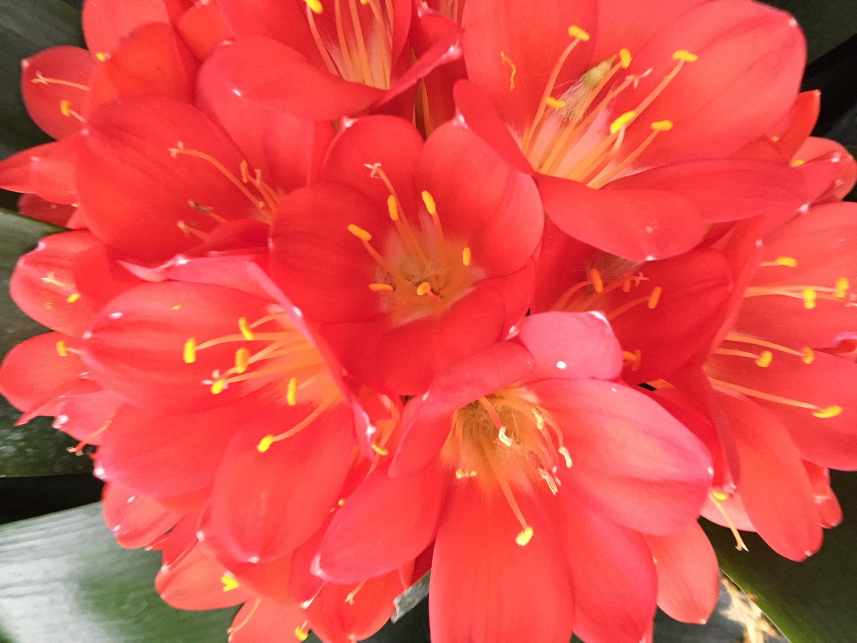 Clivia miniata Belgian Hybrid - Clivia Belgian Hybrid