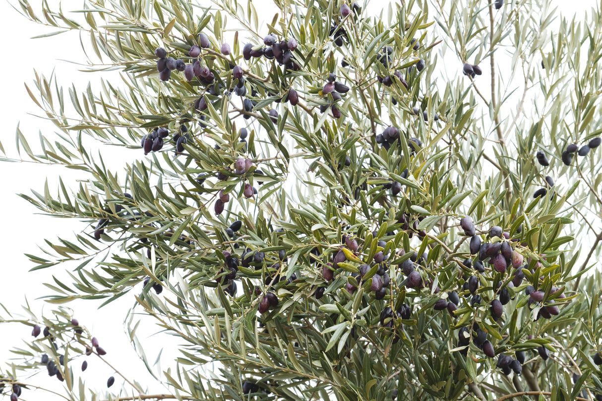 Olea europaea 'Picual' - Picual Olive Tree