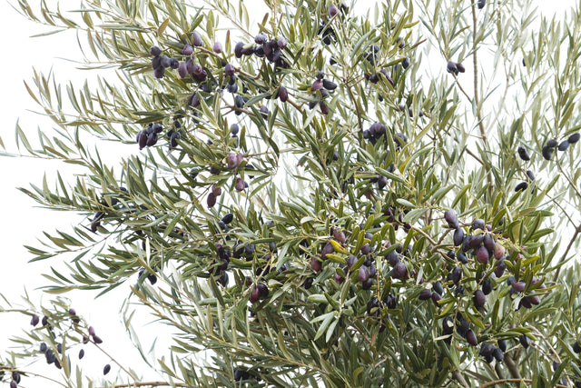 Olea europaea 'Picual' - Picual Olive Tree