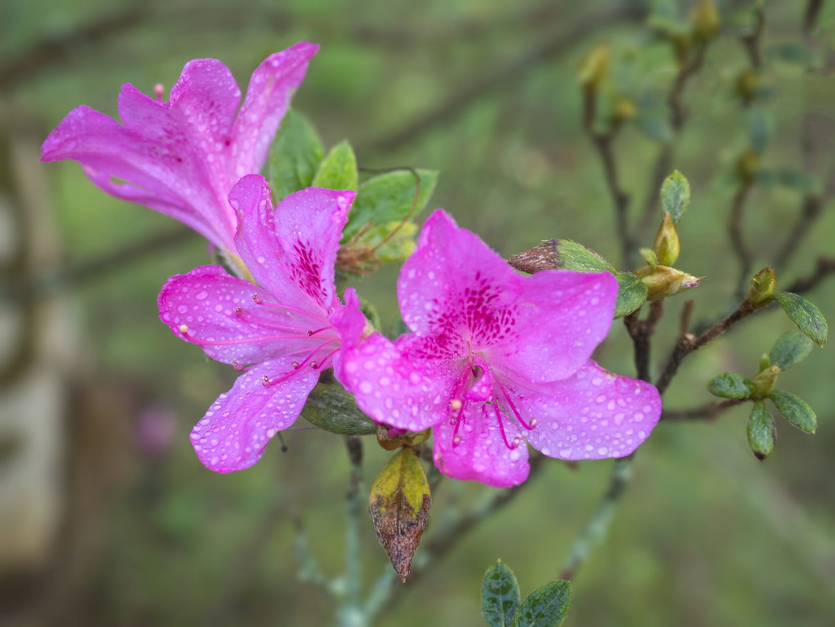 Azalea Encore 'Autumn Jewel' - Autumn Jewel Encore Azalea