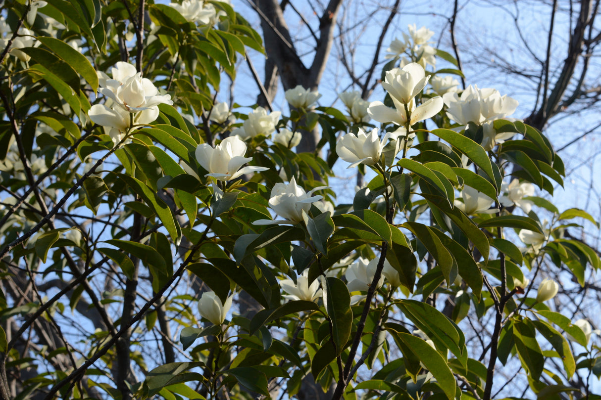 Michelia maudiae - Maudiae Michelia