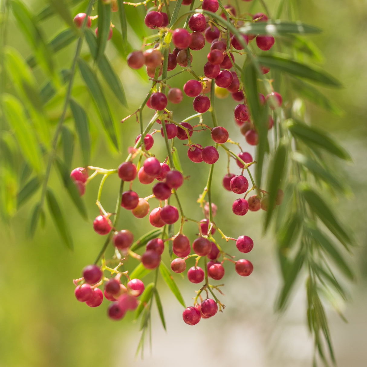 Schinus molle - Peruvian Pepper Tree