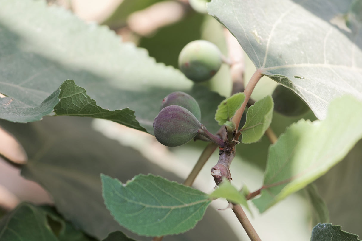 Ficus palmata - Wild Fig