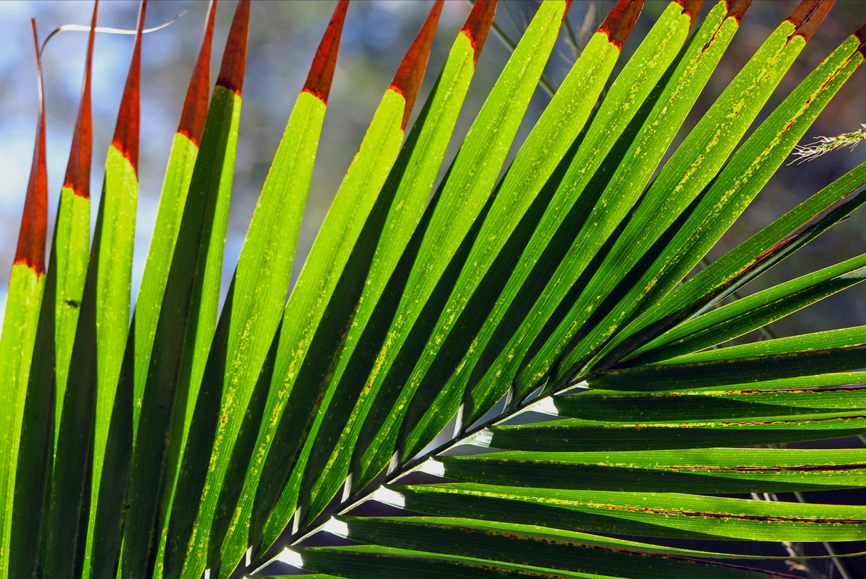 Livistona decora - Ribbon Fan Palm