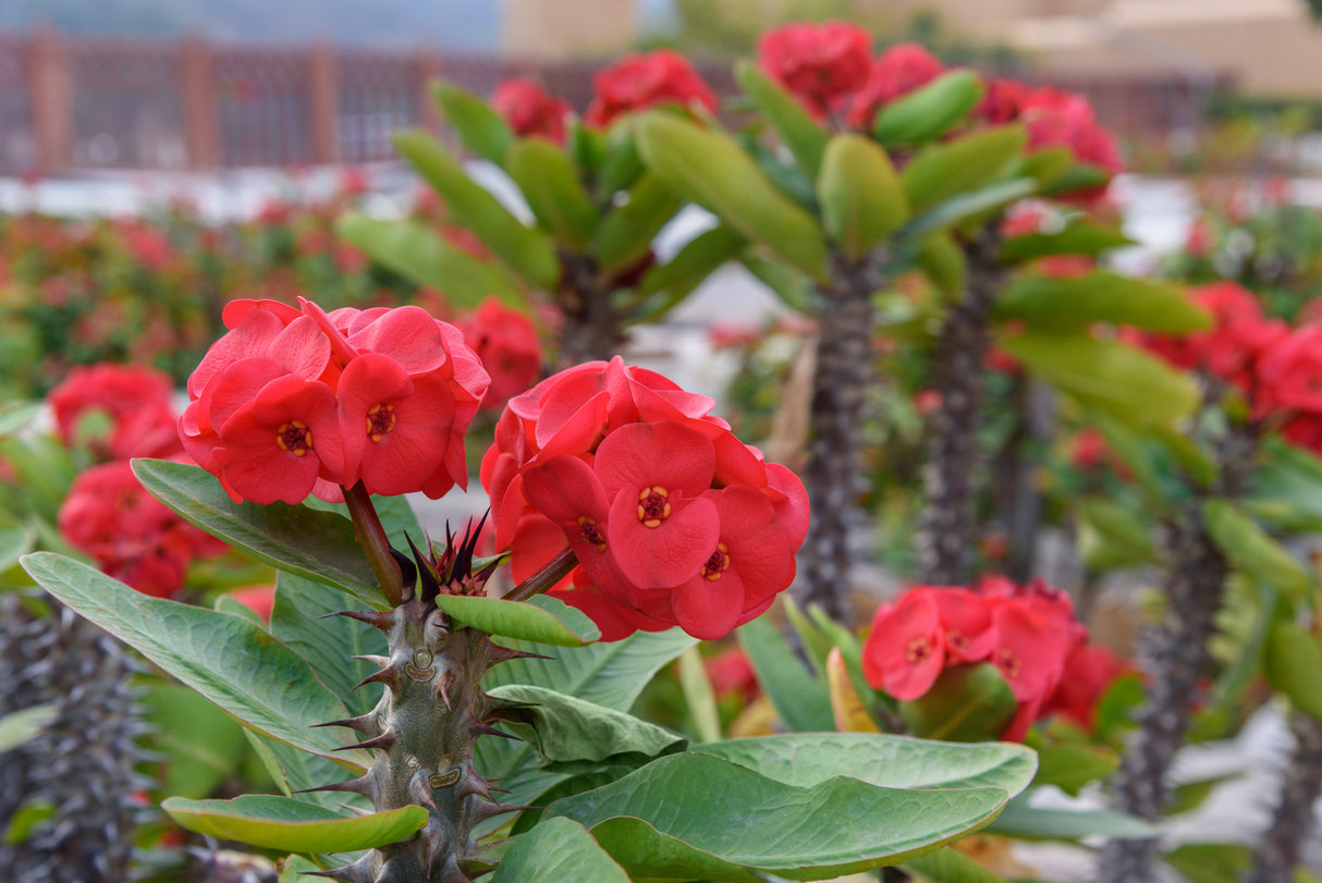 Euphorbia milii - Crown of Thorns