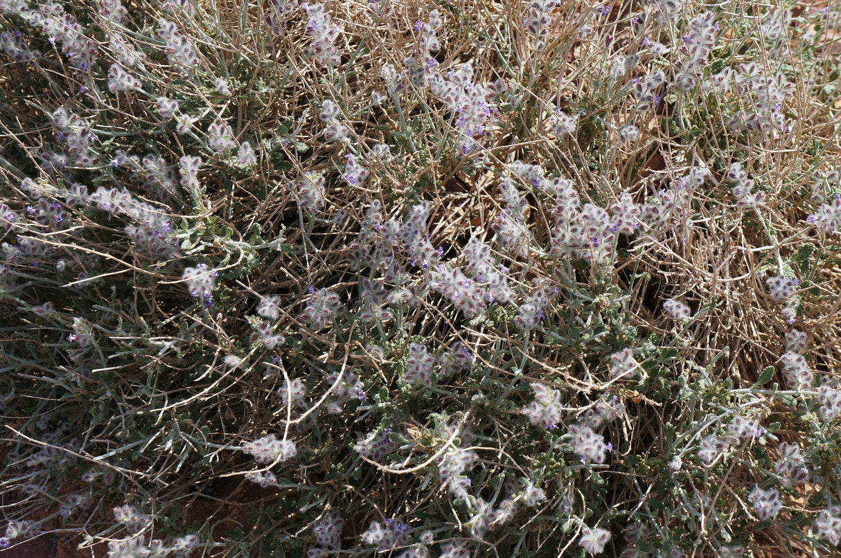 Salvia deserti - Desert Sage