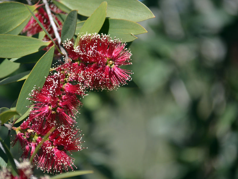 Melaleuca viridiflora - شجرة اللحاء الورقي الأحمر