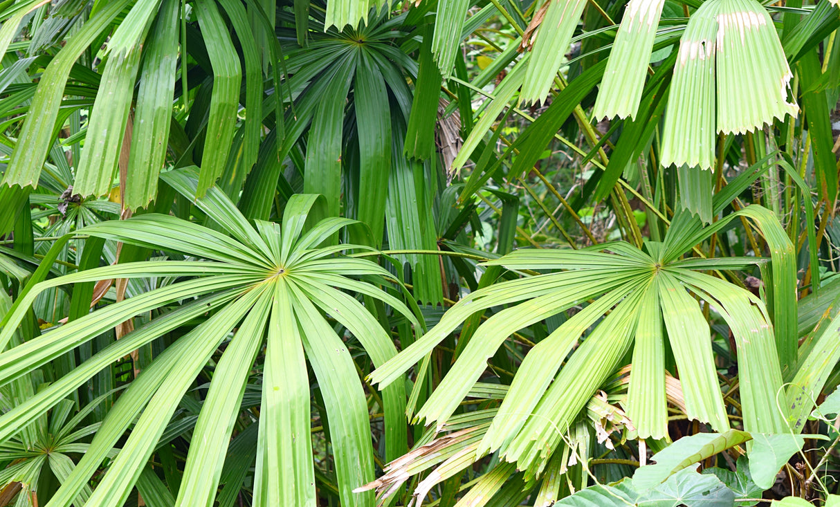 Licuala spinosa - Mangrove Fan Palm