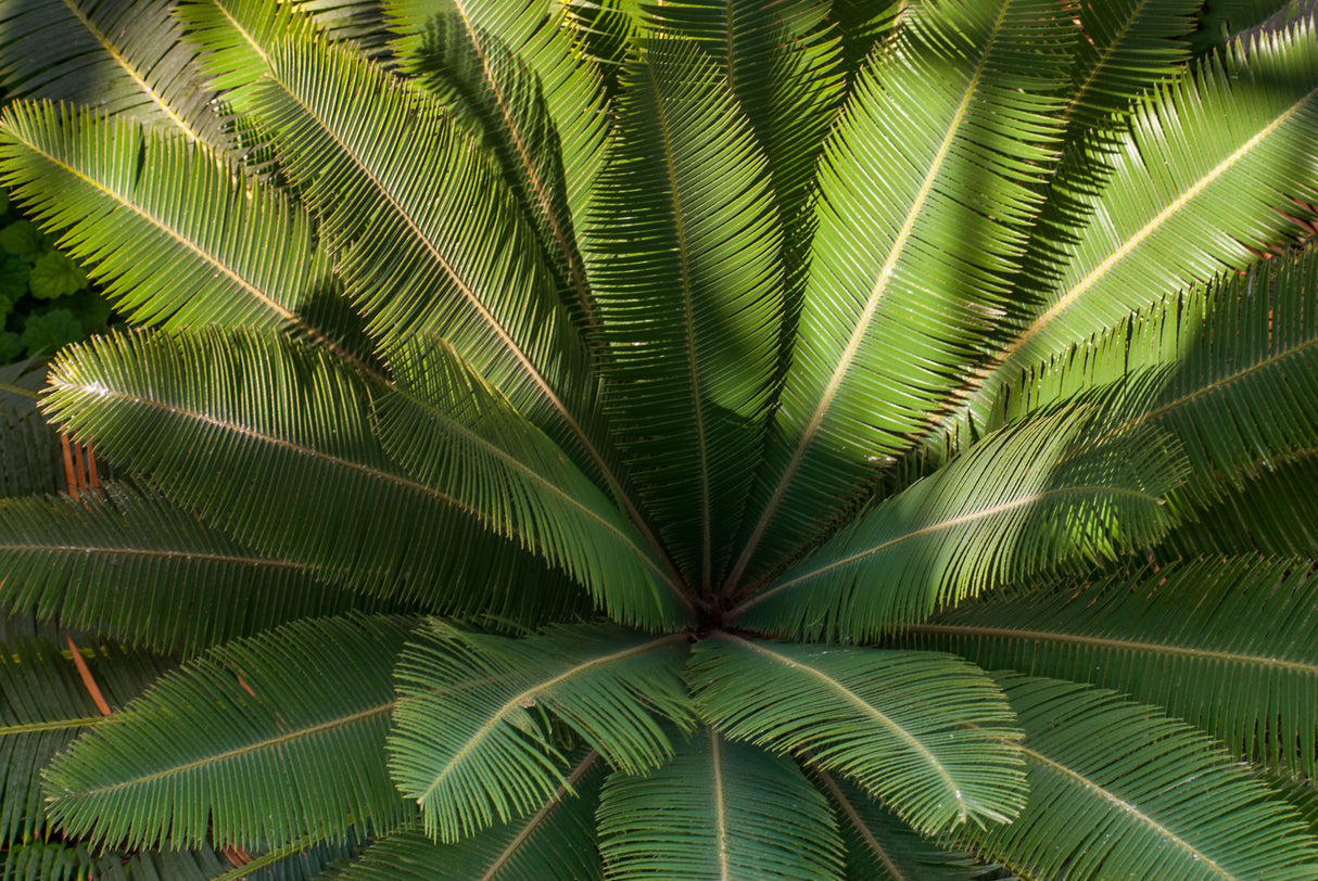 Dioon mejiae - Palm Teosinte