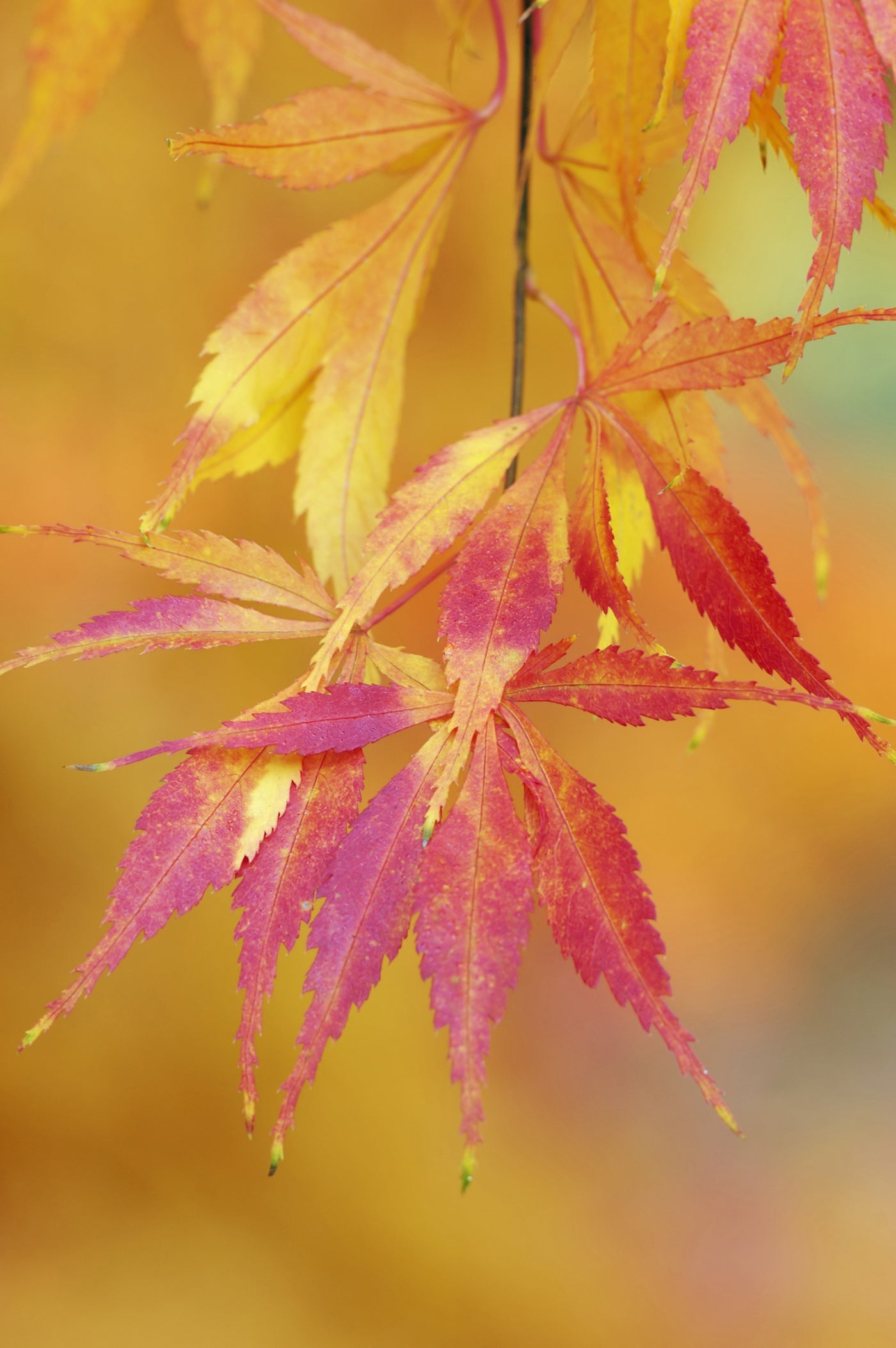 Acer palmatum 'Elegans' - Elegans Japanese Maple
