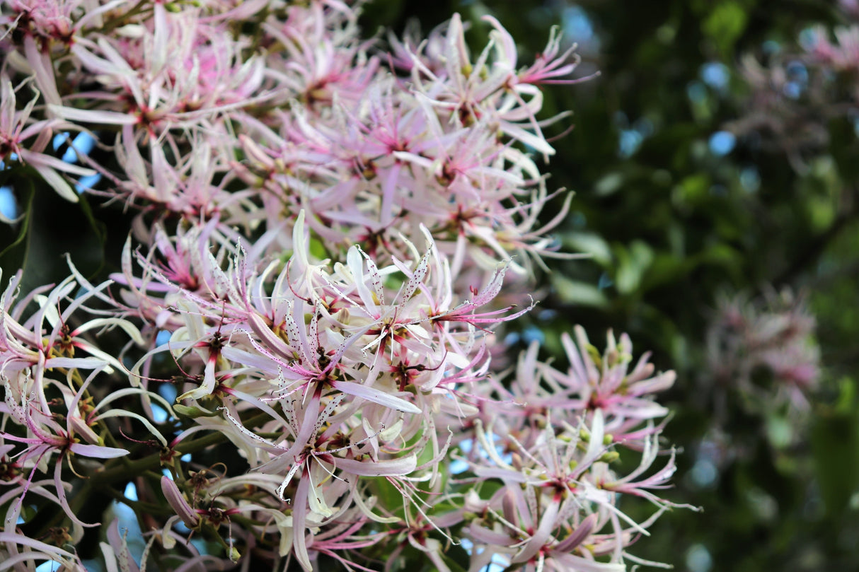 Calodendron capense - Cape Chestnut