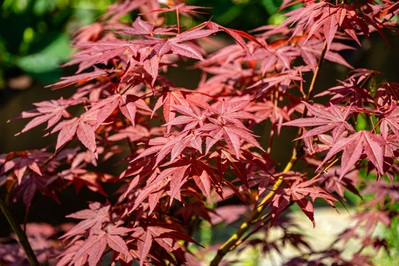 Acer palmatum 'Atropurpureum' - القيقب الياباني Atropurpureum