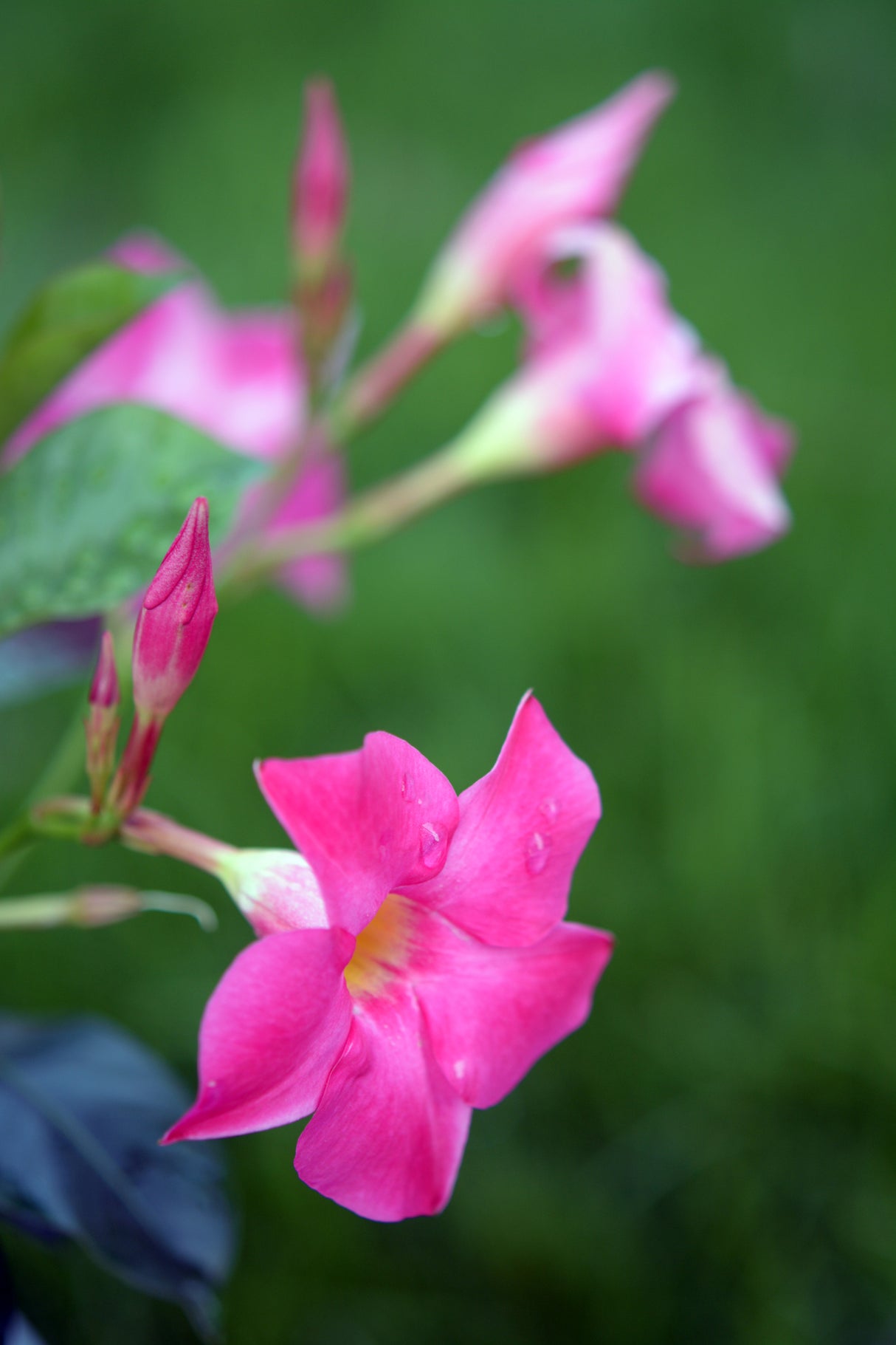 Dipladenia sanderi 'Rosea' - Merlin's Magic Dipladenia