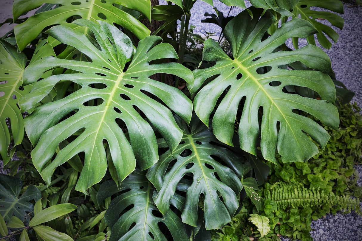 Monstera deliciosa - Fruit Salad Plant