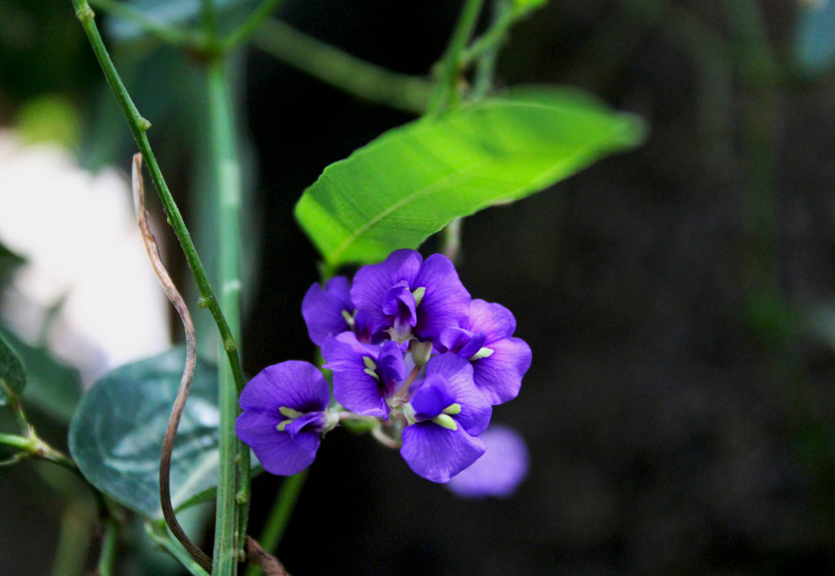 Hardenbergia violacea 'Sea of Purple' - Sea of Purple Hardenbergia