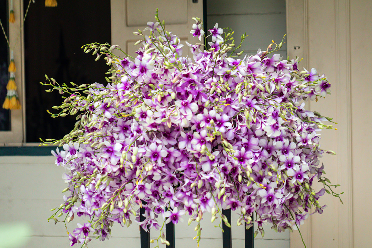 Dendrobium Hybrids - Hybrid Dendrobium Orchids