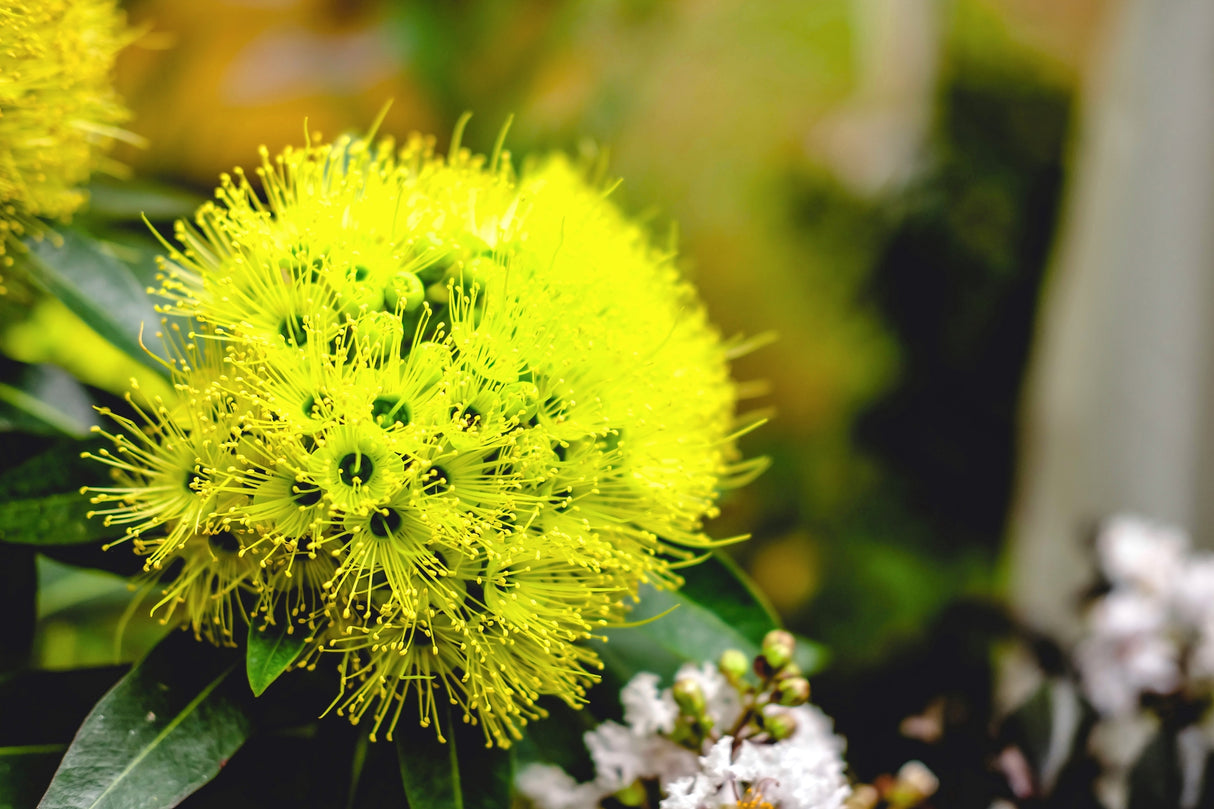 Xanthostemon chrysanthus - Golden Penda