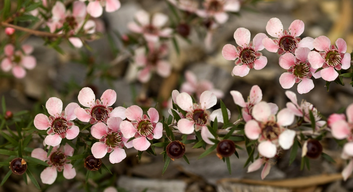 Leptospermum 'Pink Cascade' - Pink Cascade Tea Tree