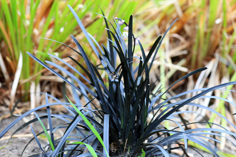 Ophiopogon planiscapus 'Nigrescens' - عشبة الموندو السوداء