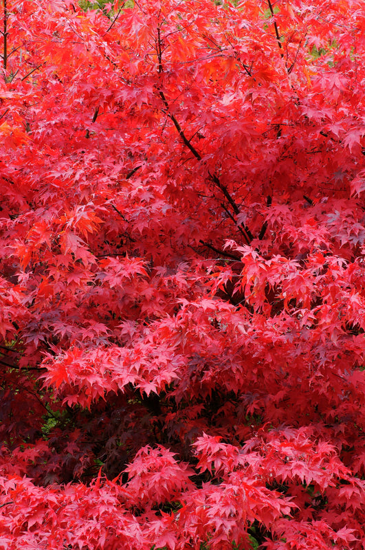 Acer rubrum 'Fairview Flame' - شجرة القيقب الكندي