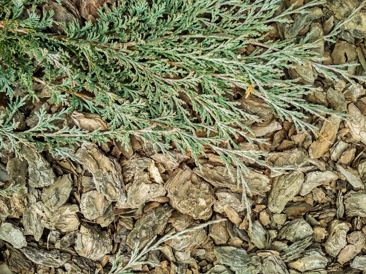 Juniperus horizontalis 'Blue Forest' - Blue Forest Juniper
