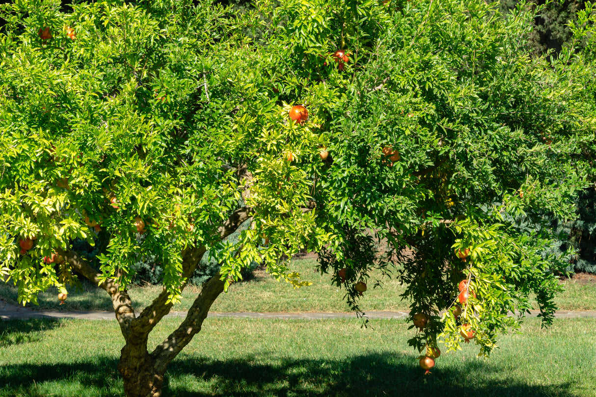 Punica granatum - Pomegranate