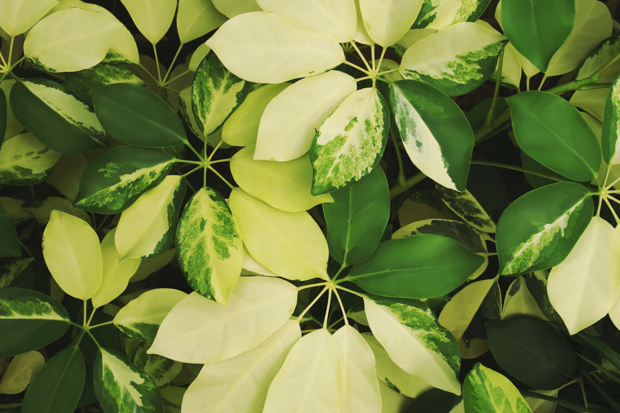 Schefflera arboricola 'Variegata' - Variegated Dwarf Umbrella Tree