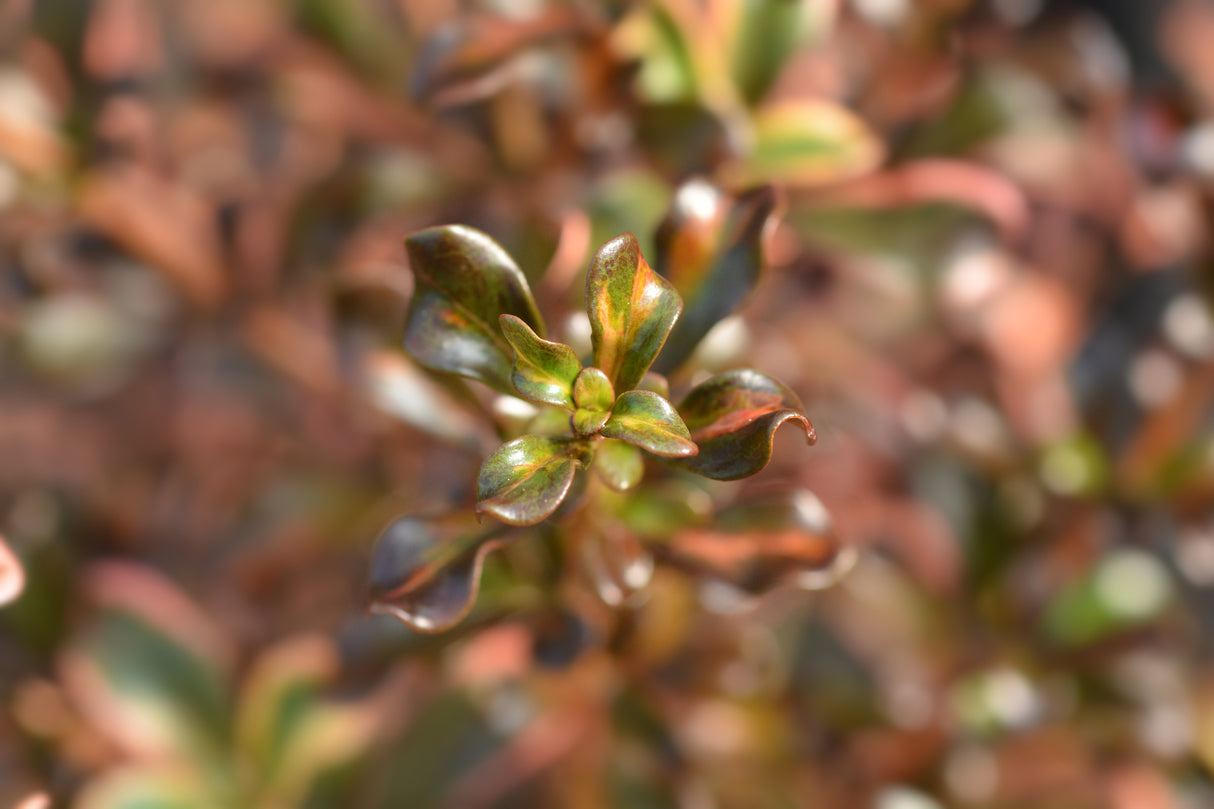 Coprosma 'Rainbow Surprise' - Rainbow Surprise Coprosma