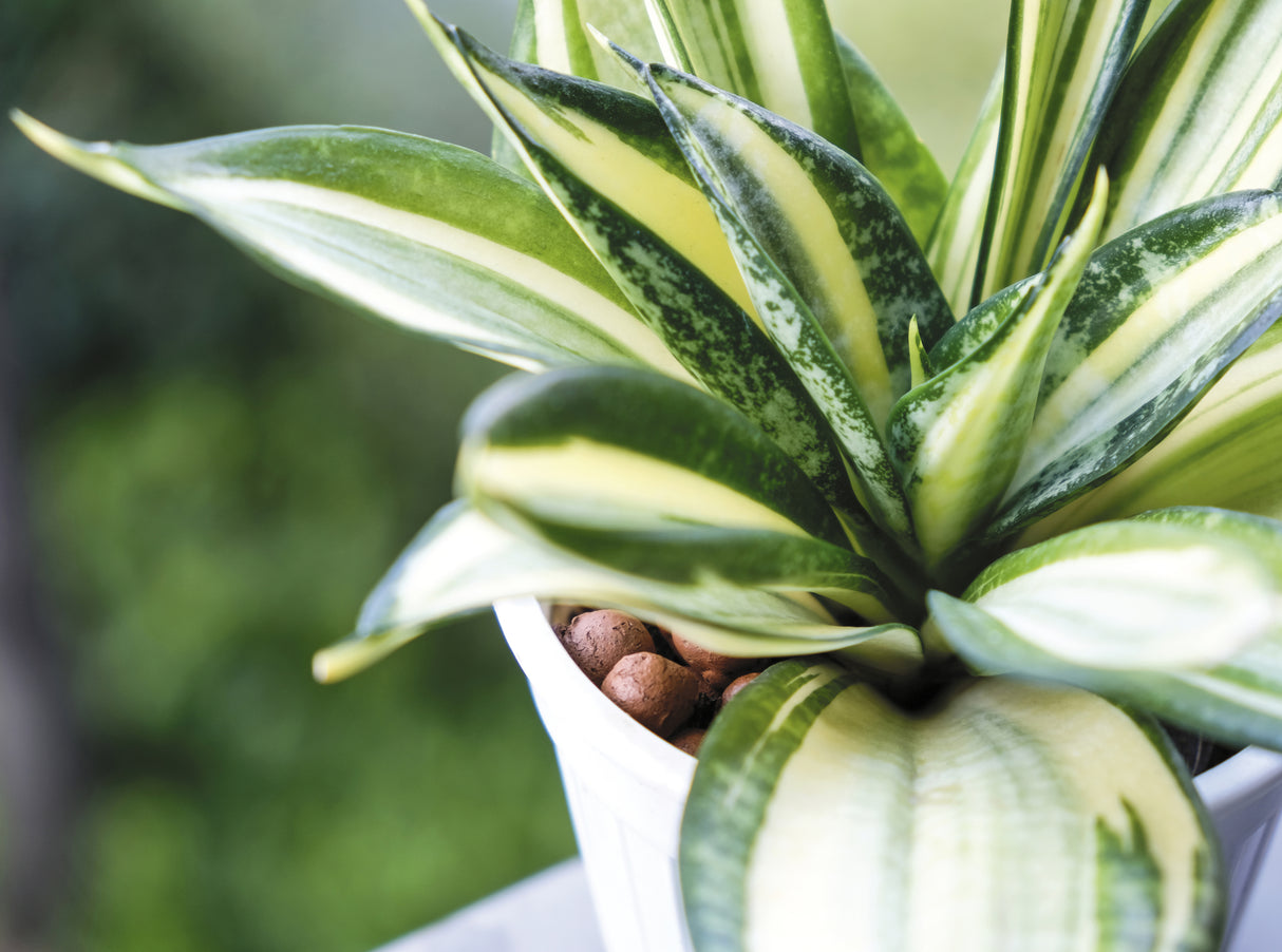 Sansevieria spp - Snake Plant