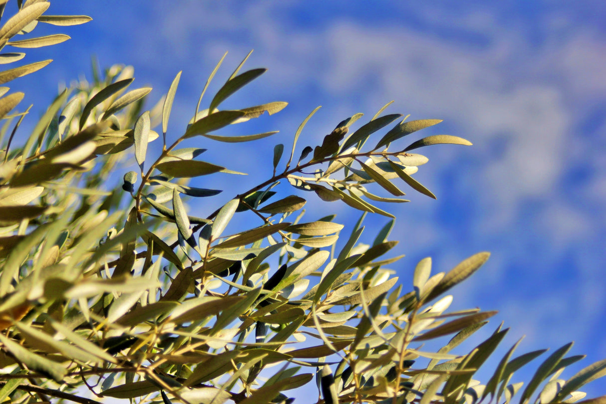 Olea europaea 'Arbequina' - Arbequina Olive Tree