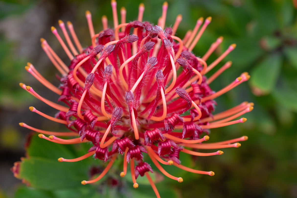 Grevillea 'Lilliane' - Lilliane Grevillea