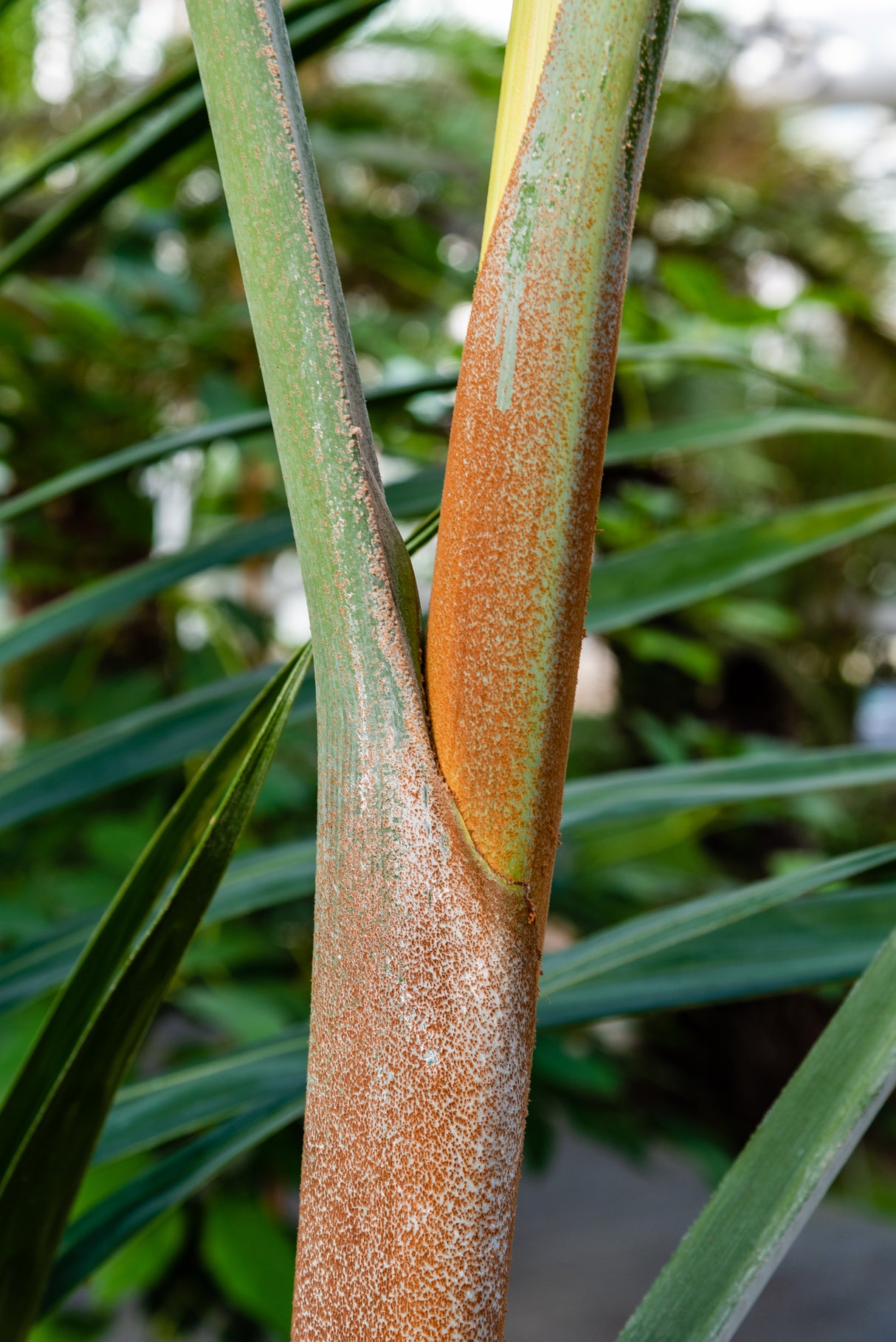 Dypsis pembana - Pamba Palm