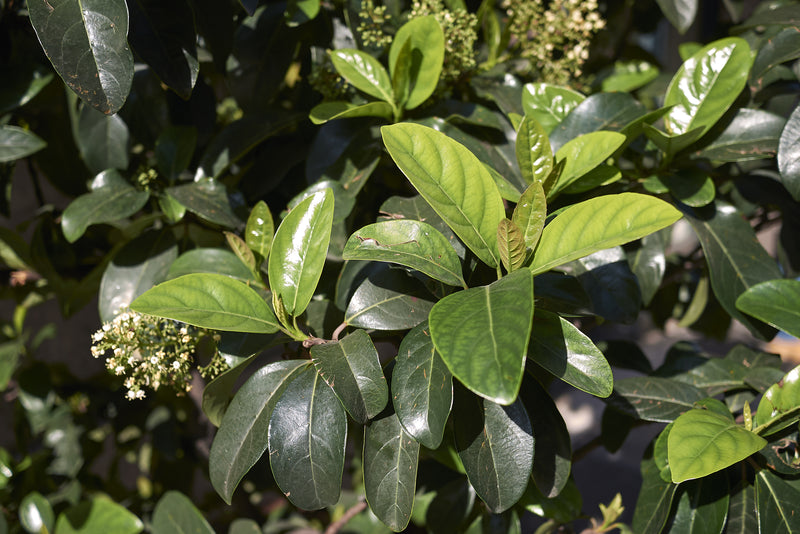 Viburnum odoratissimum 'Emerald Lustre' - فيبرنوم إميرالد لاستر