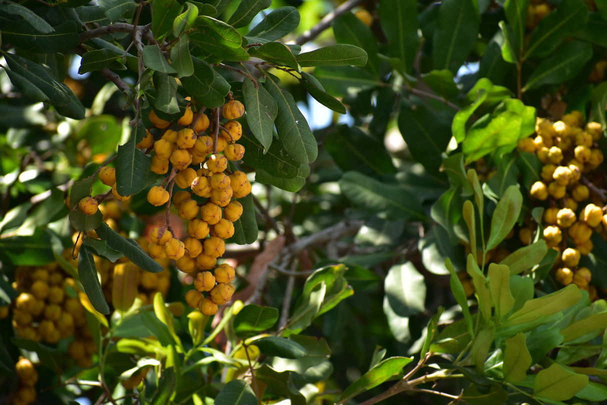 Cupaniopsis anacardioides - Tuckeroo